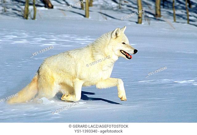 Arctic Wolf, canis lupus tundrarum, Adulte running on Snow, Canada