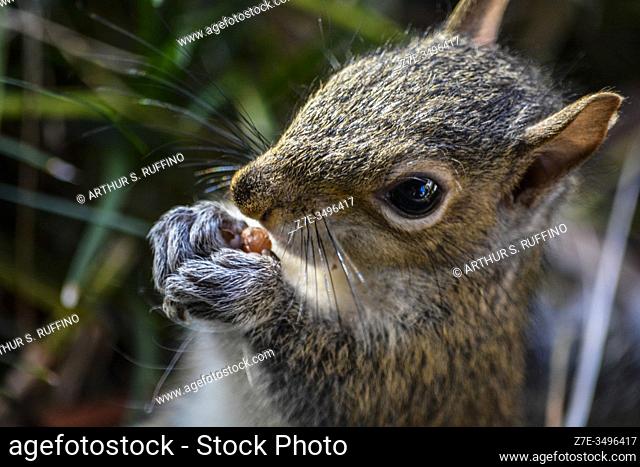 Quietly enjoying a meal. Eastern gray squirrel (Sciurus carolinensis). Florida, U. S. A. , North America