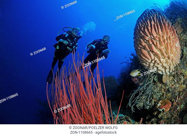 Divers with red gorgonia and tons sponge