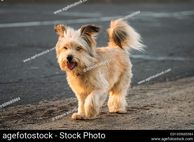 Funny Red Small Size Mixed Breed Dog Walking Outdoor On Road At Summer Evening