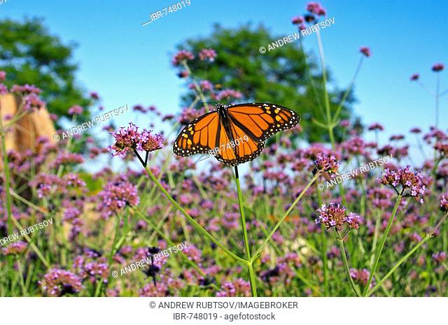 Monarch Butterfly (Danaus plexippus) resting on verbena flowers (Verbena bonariensis)