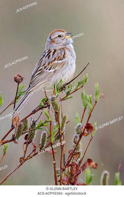 American Tree Sparrow (Spizella arborea) perched on a branch in Nome, Alaska