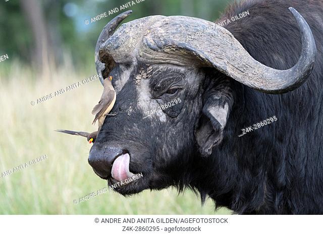 Cape buffalo (Syncerus caffer) with Yellow-billed oxpeckers (Buphagus africanus) on its head, Maasai Mara National Reserve, Kenya