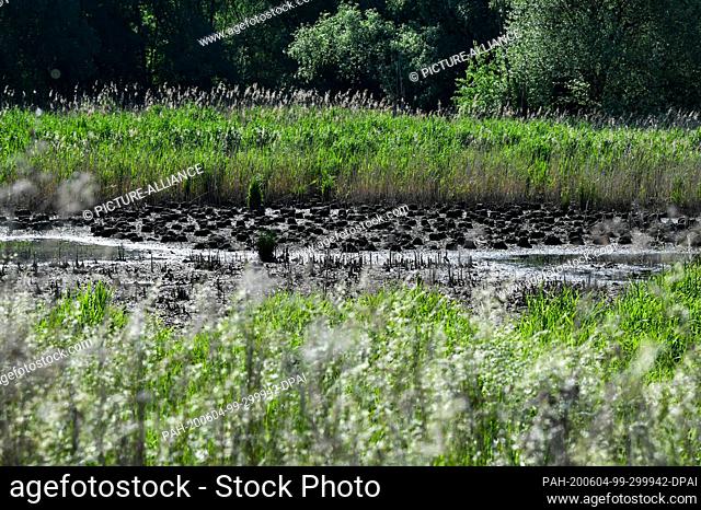 03 June 2020, Berlin: Swampy is a part of the Wuhle on the Wuhletal hiking trail in Kaulsdorf an den Gärten der Welt, which is overgrown with reeds on the banks