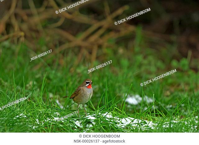 This Siberian Rubythroat (Luscinia calliope) standing in the grass. First record of this bird in the Netherlands., The Netherlands, Noord Holland, Hoogwoud