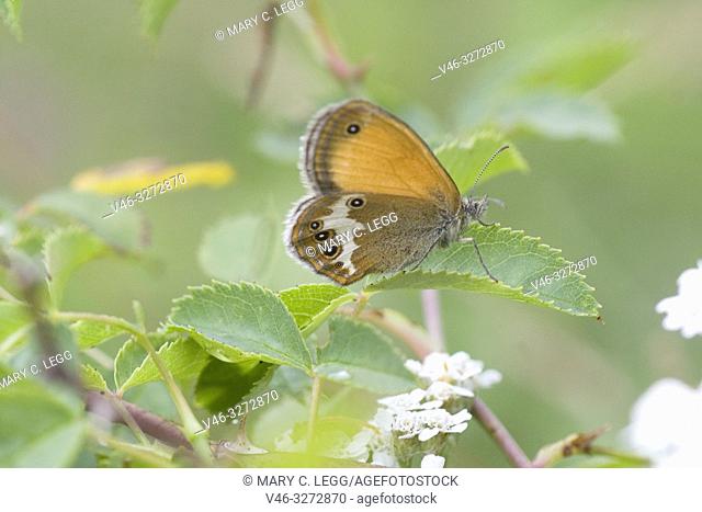 Pearly Heath, Coenonympha arcania. Butterfly flight is June-August. Habitat: light forests, nutient poor grasslands, damp clearings