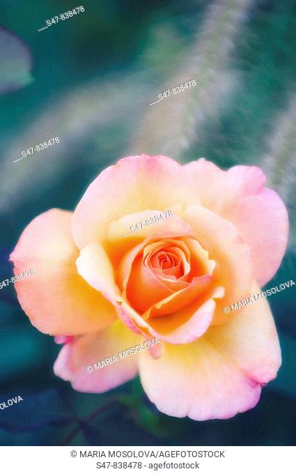 Peach Colored Rose Flower. Rosa hybrid