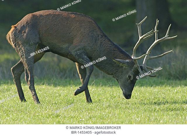 Red deer (Cervus elaphus), buck