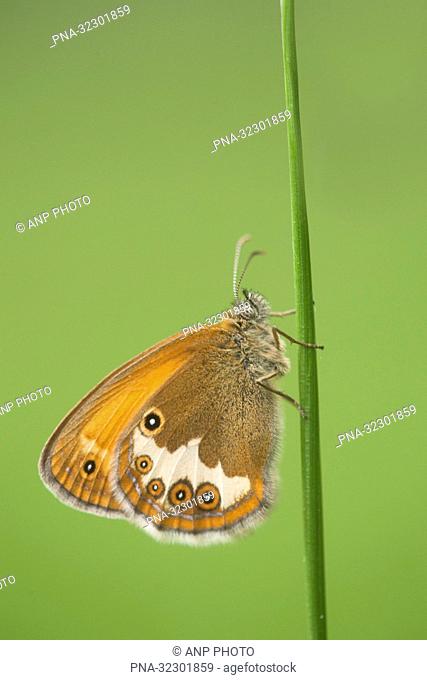 Pearly Heath (Coenonympha arcania) - Alendorf, Eifel, North Rhine-Westphalia, Nordrhein-Westfalen, Germany, Europe