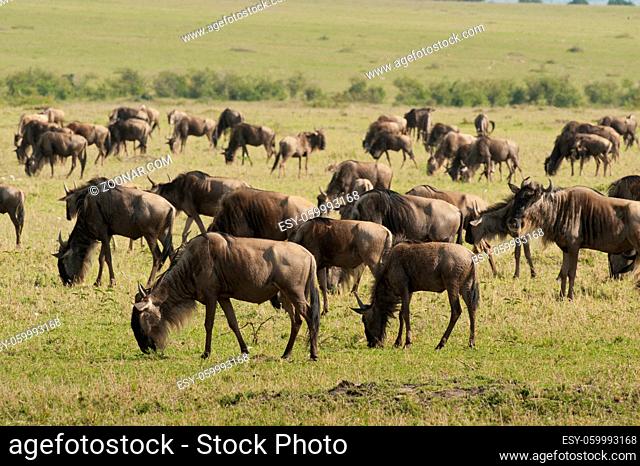 Herd of wildebeests in Masai Mara National Park in Kenya