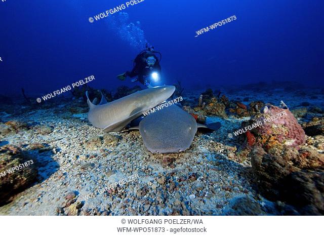 Diver with Nurse Sharks, Ginglymostoma cirratum, Caribbean Sea, Grenada