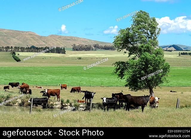 Cattle stay close to their water supply on a hot summer's day