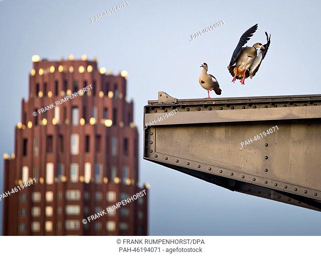 Two Egyptian geese sit on a historic cran at the innland port in Frankfurt, Germany, 10 February 2014. Photo: Frank Rumpenhorst/dpa | usage worldwide