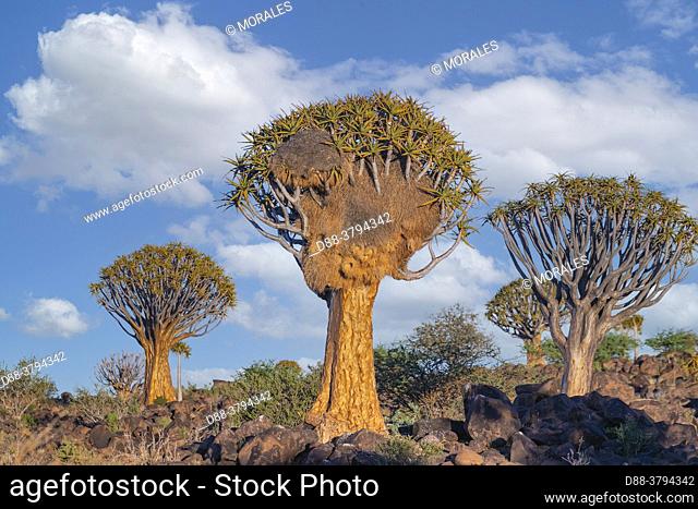 Africa, Namibia, Karas region, Keetmanshoop, Gariganus farm, Quivertree forest or quiver tree (Aloidendron dichotomum), the tree supports a collective nest of...