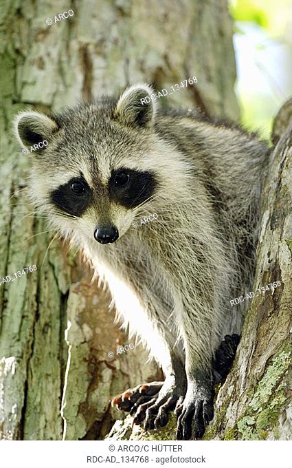 Raccoon Corkscrew Swamp Sanctuary Florida USA Procyon lotor
