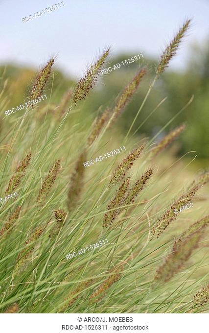 dwarf fountain grass, Pennisetum alopecuroides, NRW, Germany, Europe, foxtail fountain grass, swamp foxtail grass