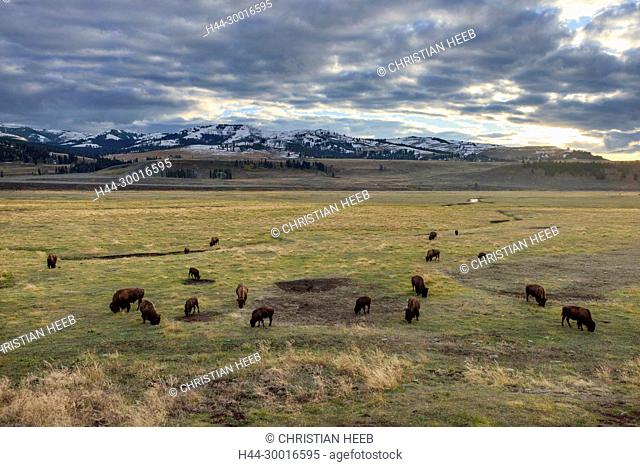 North America, USA, Rocky Mountains, Rockies, Montana, Yellowstone National Park, UNESCO, World Heritage, Bison herd in Gardiner Valley