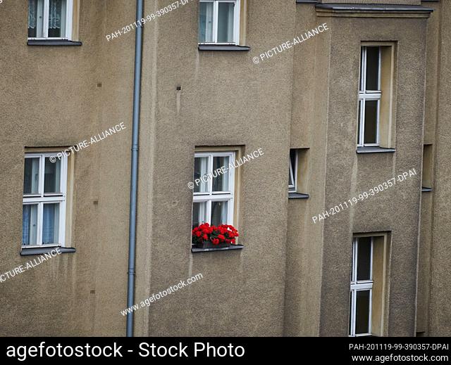 19 November 2020, Berlin: Flowers stand on a windowsill in an apartment building in Berlin Mitte. Today's plenary session in the Berlin House of Representatives...