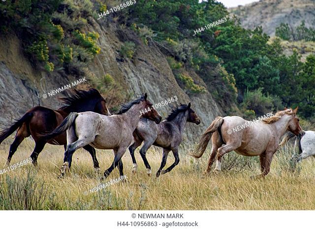 wild horses, Theodore, Roosevelt, National Park, North Dakota, USA, United States, America, horse, wild, prairie, free