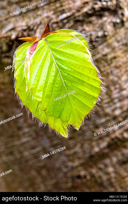 The leaf bud of a beech (Fagus sylvatica) opens, close-up