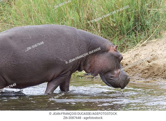 Hippopotamus (Hippopotamus amphibius) going out of the water of the Olifants River, Kruger National Park, South Africa, Africa