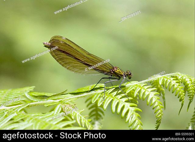 Agrion virgo, beautiful demoiselles (Calopteryx virgo), Other animals, Insects, Dragonflies, Animals, Beautiful Demoiselle adult female, resting on fern frond