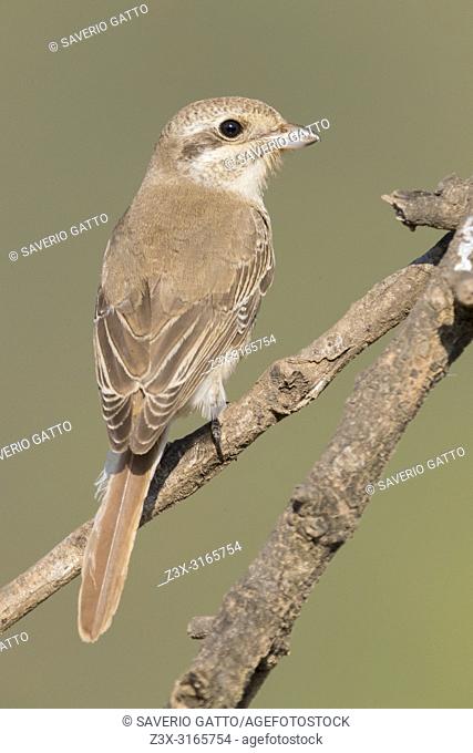 Isabelline Shrike (Lanius isabellinus), juvenile perched on a branch