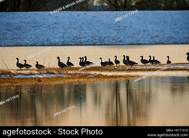 greylag geese (anser anser), standing in a flooded meadow, bavaria, germany