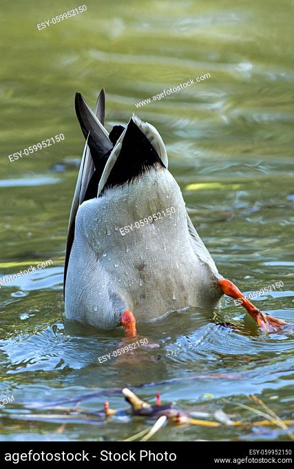 A mallard is upside down in water searching for food