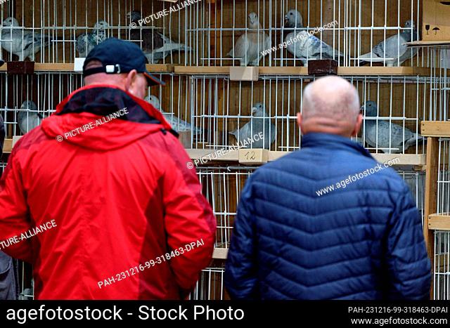 16 December 2023, North Rhine-Westphalia, Dortmund: Visitors view the pigeons on display at the German Carrier Pigeon Exhibition at the Dortmund Exhibition...