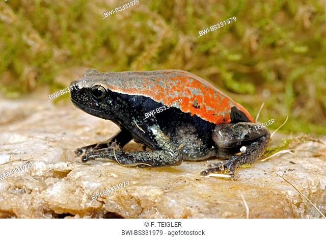 West African Rubber Frog (Phrynomantis microps, Phrynomerus microps), on a stone