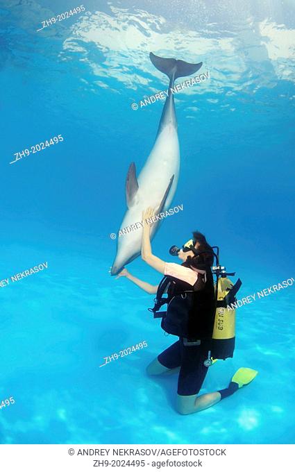 Diver and Bottlenose dolphin (Tursiops truncatus), Dolphinarium, Odessa, Odessa Oblast, Ukraine, Europe