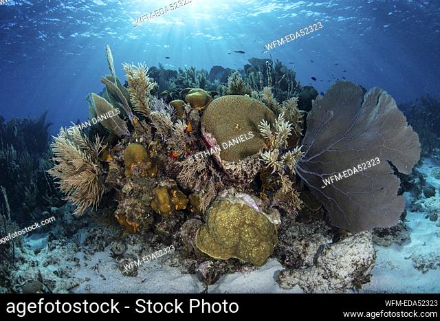 Caribbean Coral Reef, Turneffe Atoll, Caribbean, Belize