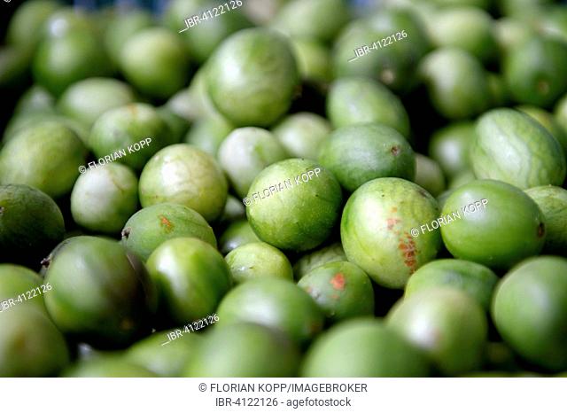 Umbu fruits (Spondias tuberosa), Caladinho, Uaua, Bahia, Brazil