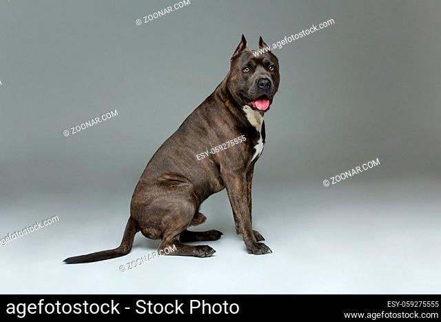 Beautiful american staffordshire terrier dog. Tiger blue color male pet. Studio shot over grey background
