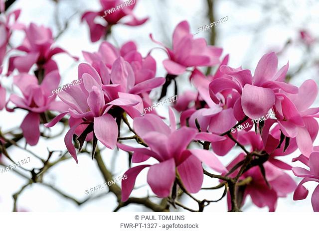 Magnolia, Magnolia sprengeri, Side view of several pink flowers on twigs, against white sky