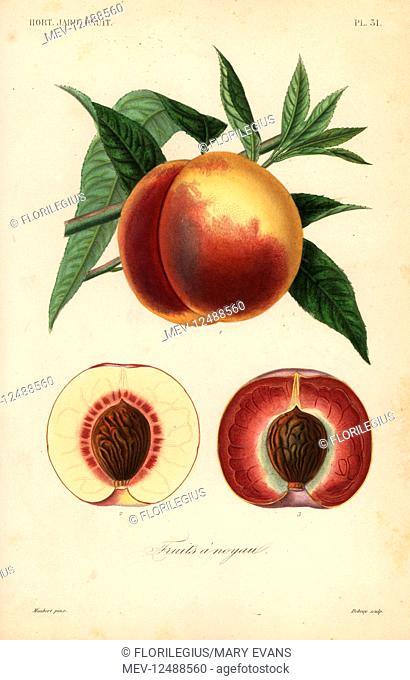 Peach fruit, Prunus persica, section through white flesh and red flesh varieties. Handcoloured steel engraving by Debray after a botanical illustration by...