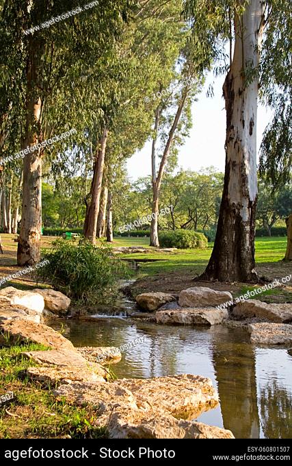 Creek in the park with Eucaliptus.Park Afek, Near the ancient Romans Town Antipatris. Center of Israel