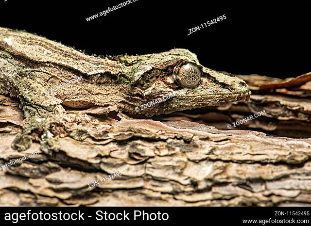 Gecko Uroplatus sikorae (Gekkonidae), Anjozorobe Nationalpark, Madagaskar / Camouflaging Gecko Uroplatus sikorae, (Gekkonidae), Anjozorobe National Park