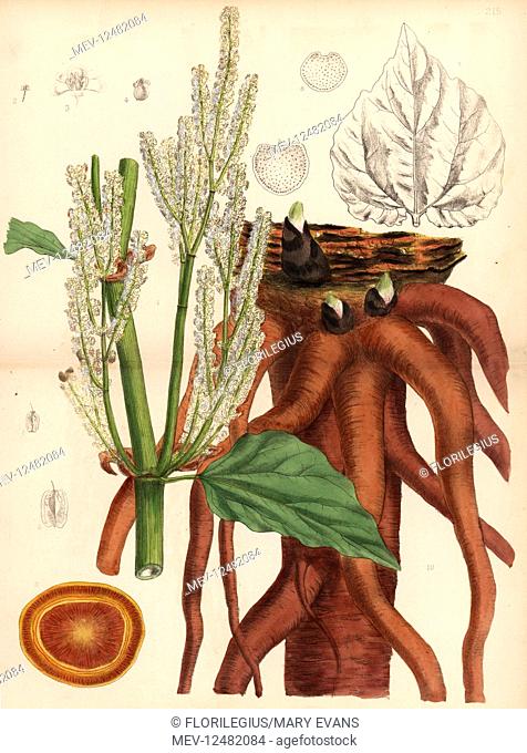 English rhubarb, false rhubarb or rhapontic, Rheum rhaponticum. Handcoloured lithograph by Hanhart after a botanical illustration by David Blair from Robert...