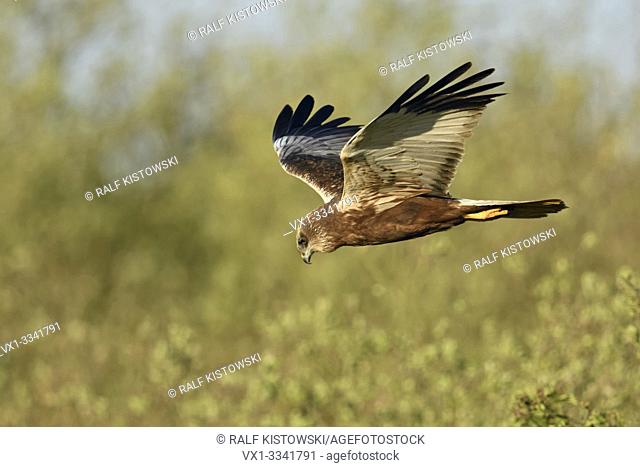 Western Marsh Harrier ( Circus aeruginosus ), adult male, in typical flight pose, V-wings, searching for food, wildlife, Netherlands, Europe.