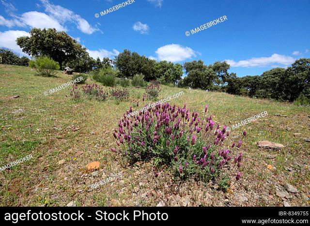 Crested lavender (Lavandula stoechas) with dehesa near Serrejon, Extremadura, Spain, Europe