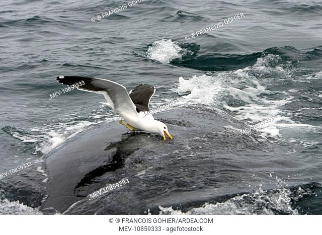 Southern Right Whale - Kelp / Southern Black-backed / Dominican GULL (Larus dominicanus) picking on whale's back, feeding on skin/blubber