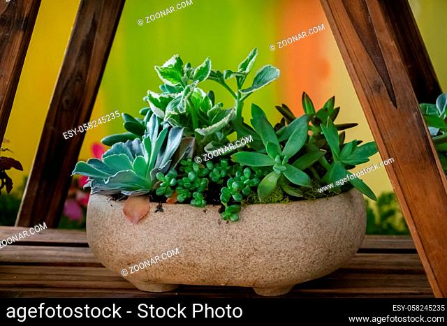 various fresh cactus in the flower pot