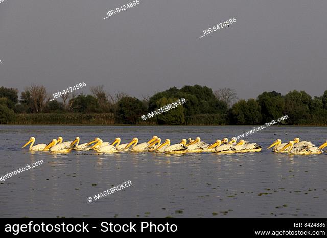 Great white pelican (Pelecanus onocrotalus), group swimming, Danube Delta Biosphere Reserve, Romania, Europe