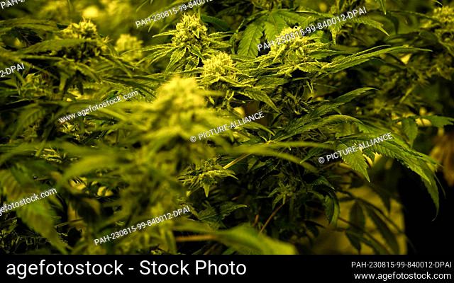 FILED - 09 March 2023, Switzerland, Schönenberg an der Thur: Close-up of a THC-containing medicinal cannabis plant in a cultivation facility of the Swiss...