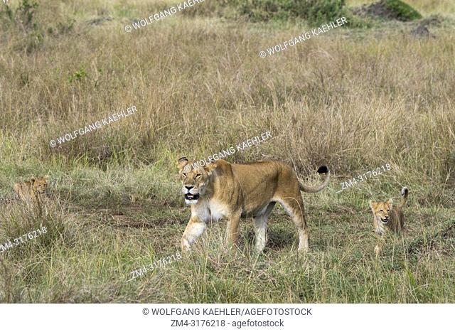 A lioness (Panthera leo) with cubs is stalking through the high grass in the Masai Mara National Reserve in Kenya looking for prey