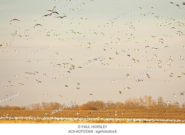 Snow Geese Chen caerulescens and other geese flying over field in rural Alberta, Canada