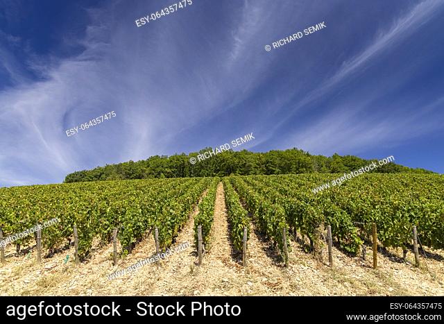Typical vineyards near Aloxe-Corton, Cote de Nuits, Burgundy, France