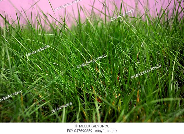 Background of green grass, shallow depth of field.Abstract natural backgrounds with beauty bokeh and green grass